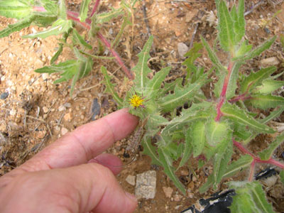 [Foto de planta, jardin, jardineria]