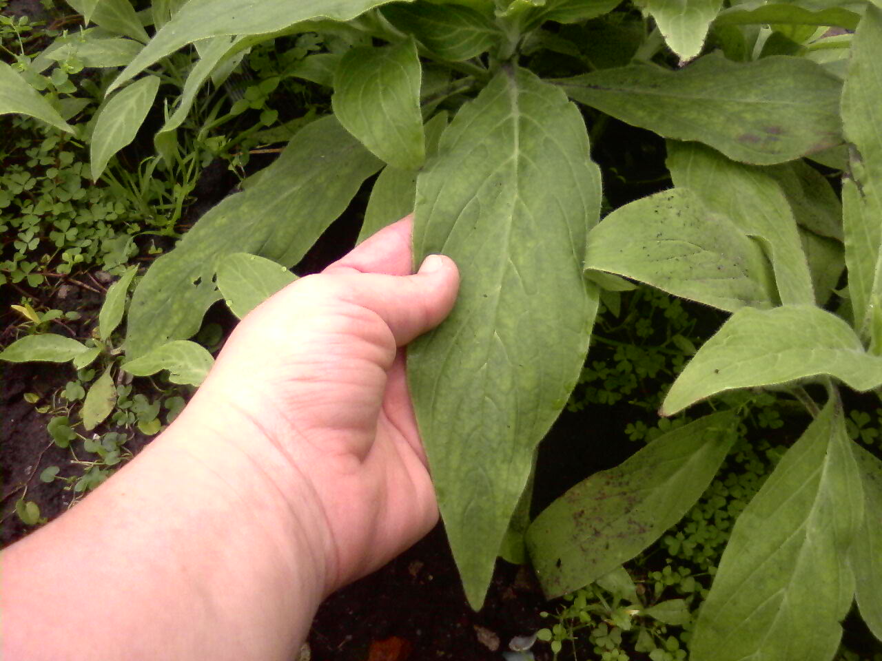 [Foto de planta, jardin, jardineria]