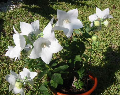 [Foto de planta, jardin, jardineria]