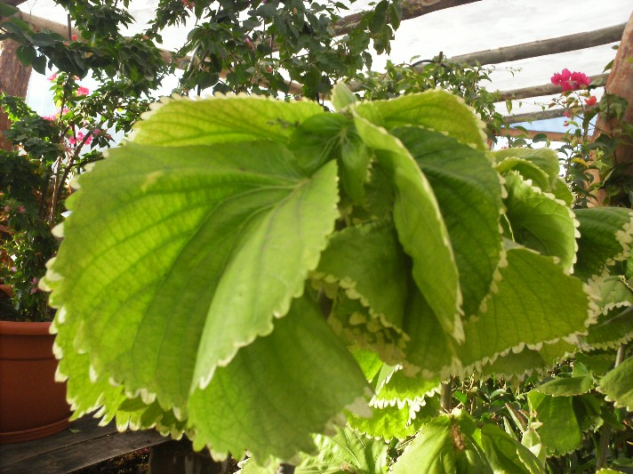 [Foto de planta, jardin, jardineria]