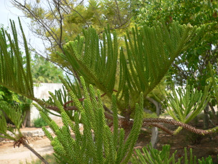 [Foto de planta, jardin, jardineria]