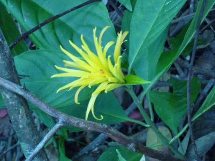 [Foto de planta, jardin, jardineria]