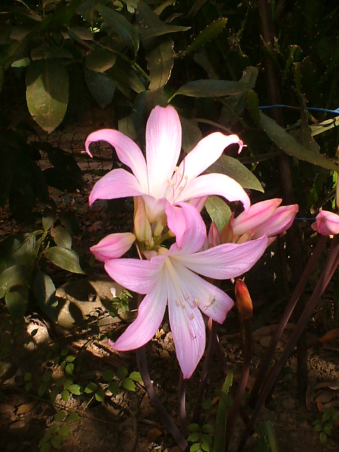 [Foto de planta, jardin, jardineria]