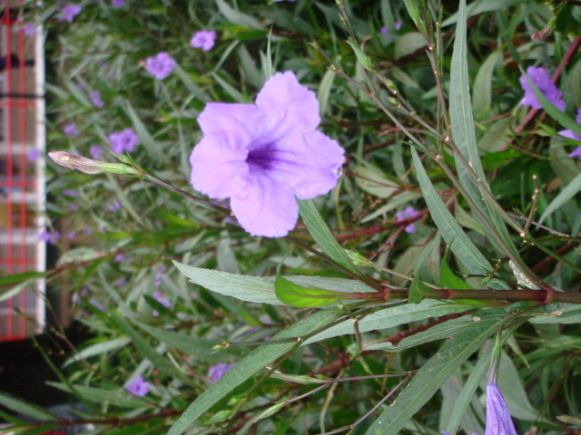 Flores lilas