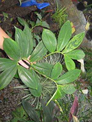 [Foto de planta, jardin, jardineria]