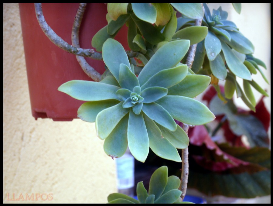 [Foto de planta, jardin, jardineria]