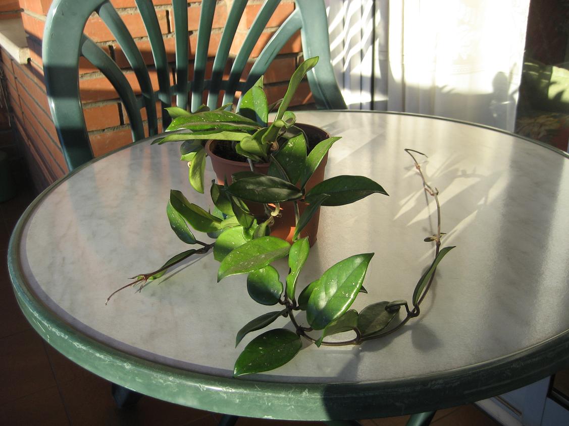 [Foto de planta, jardin, jardineria]