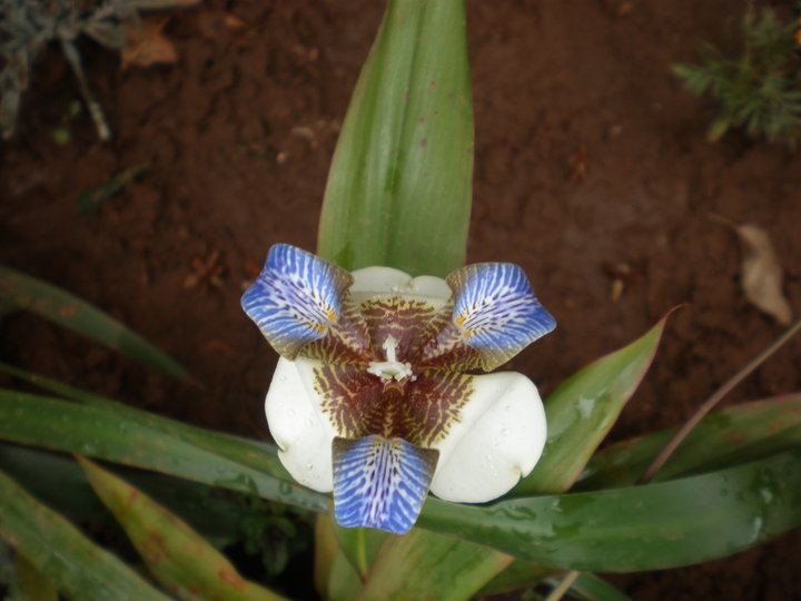 [Foto de planta, jardin, jardineria]