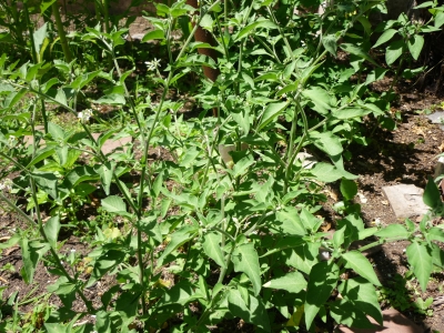 [Foto de planta, jardin, jardineria]