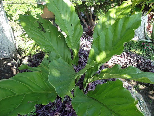 [Foto de planta, jardin, jardineria]