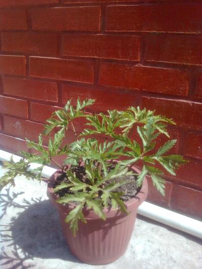 [Foto de planta, jardin, jardineria]