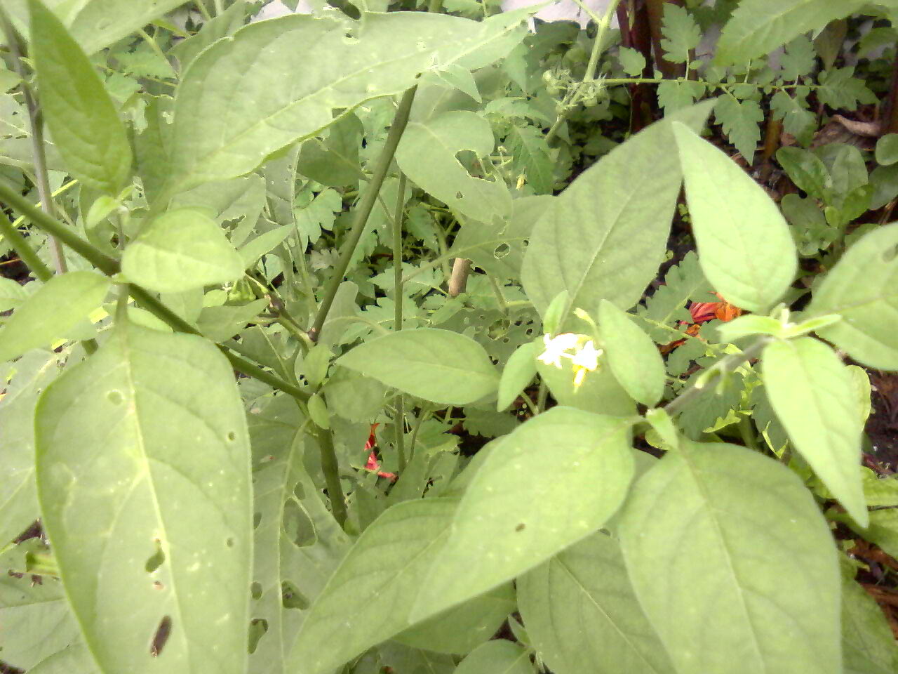 [Foto de planta, jardin, jardineria]