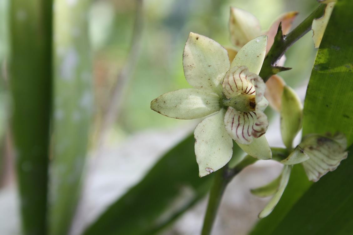 [Foto de planta, jardin, jardineria]