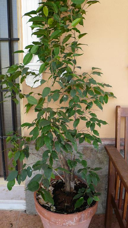 [Foto de planta, jardin, jardineria]