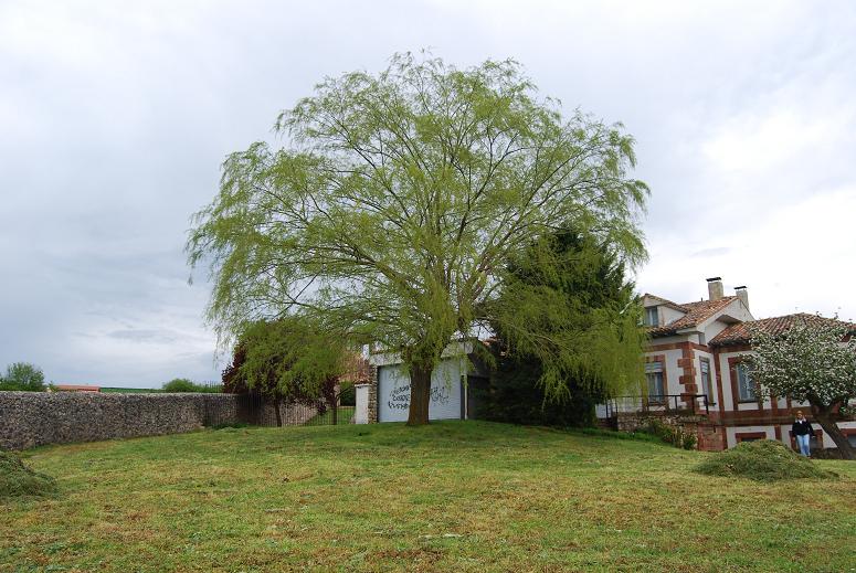 [Foto de planta, jardin, jardineria]