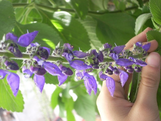 [Foto de planta, jardin, jardineria]