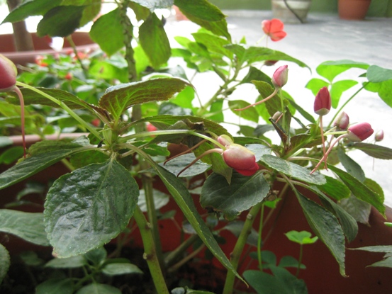 [Foto de planta, jardin, jardineria]