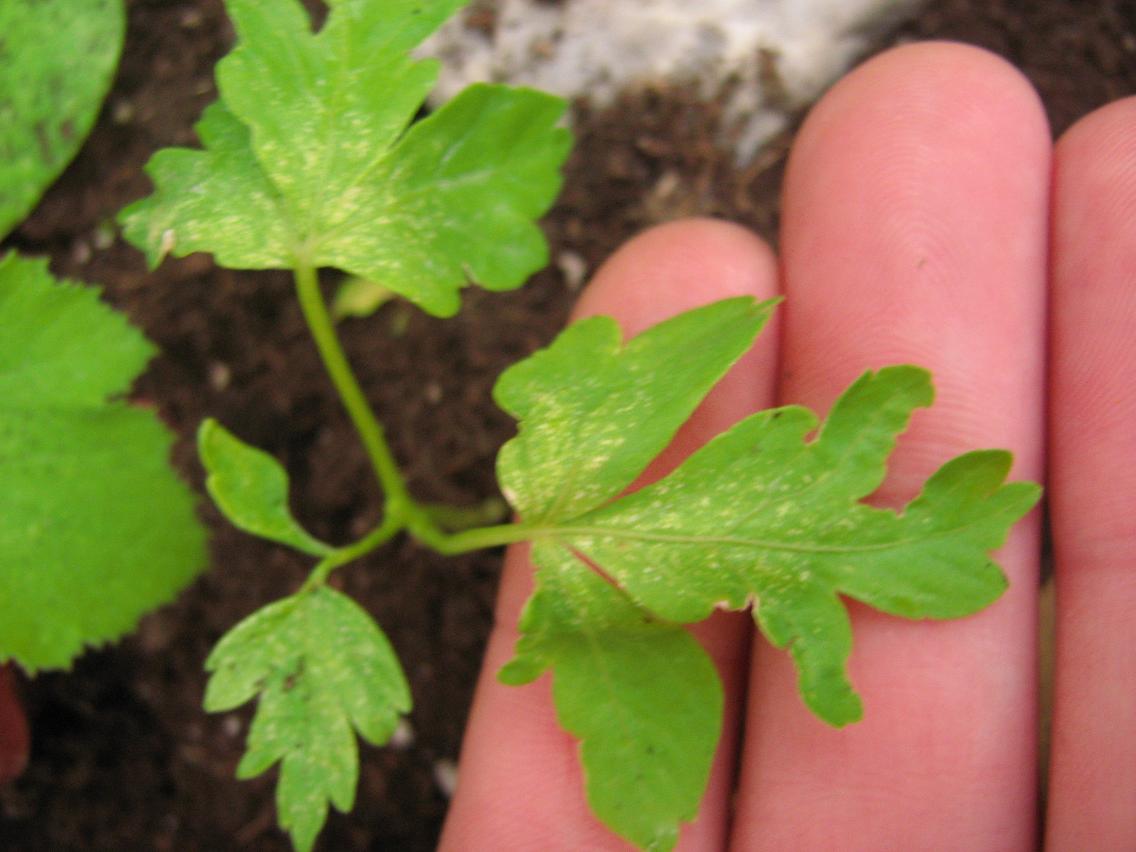 [Foto de planta, jardin, jardineria]