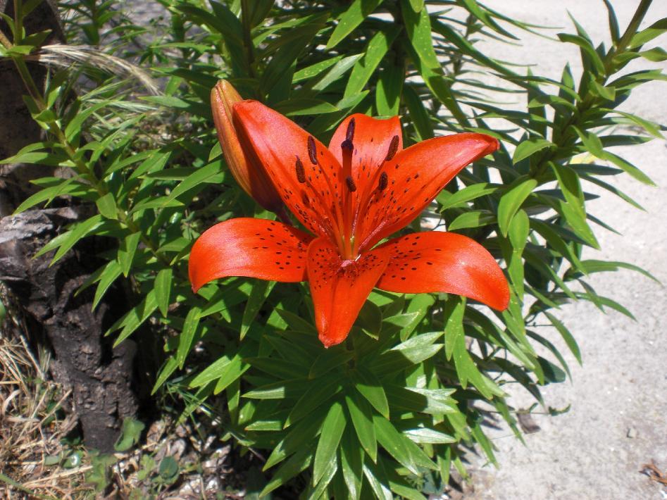 [Foto de planta, jardin, jardineria]