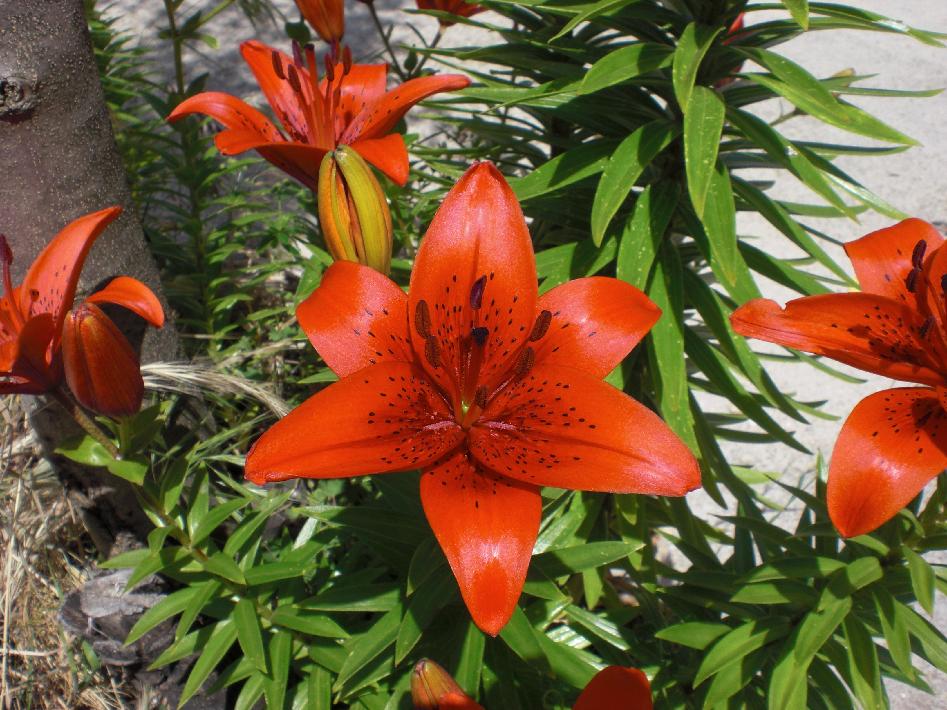 [Foto de planta, jardin, jardineria]