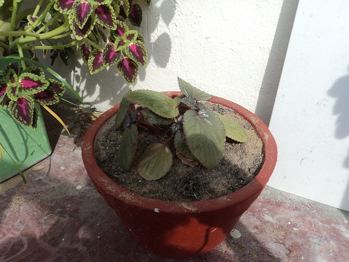 [Foto de planta, jardin, jardineria]