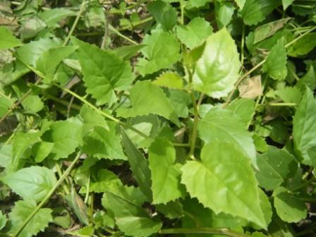 [Foto de planta, jardin, jardineria]