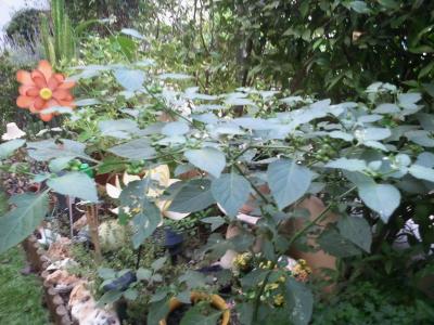[Foto de planta, jardin, jardineria]