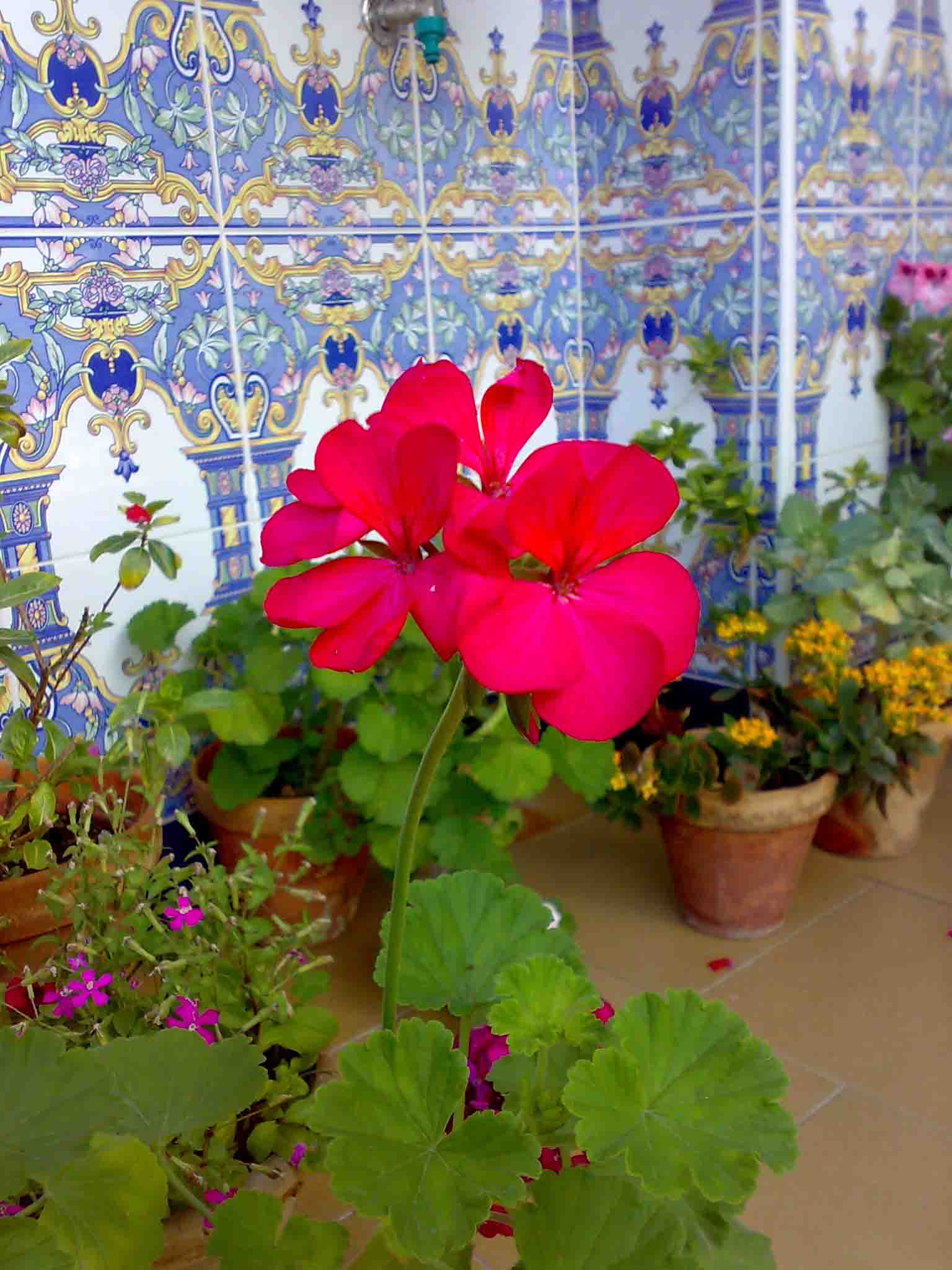 [Foto de planta, jardin, jardineria]