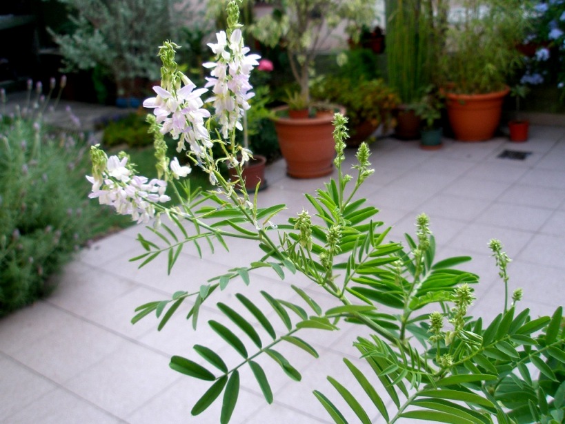 [Foto de planta, jardin, jardineria]