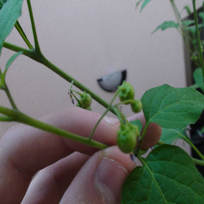 [Foto de planta, jardin, jardineria]