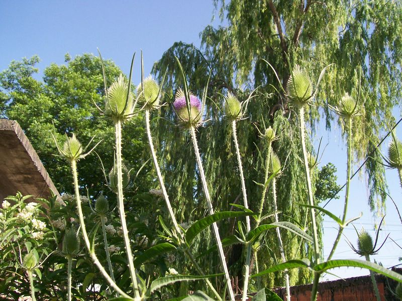 [Foto de planta, jardin, jardineria]