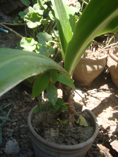 [Foto de planta, jardin, jardineria]