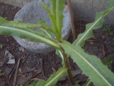 [Foto de planta, jardin, jardineria]