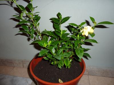 [Foto de planta, jardin, jardineria]