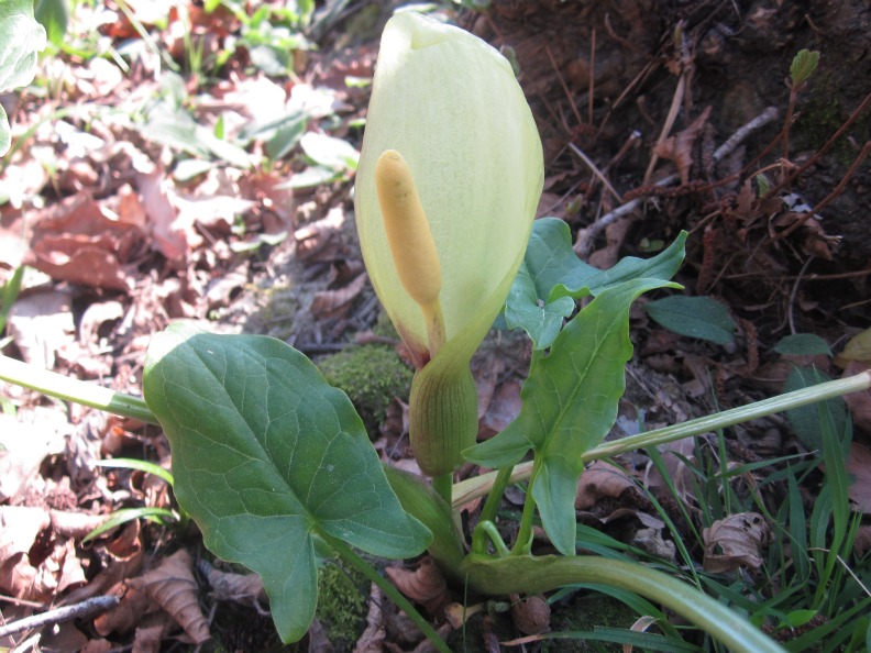 [Foto de planta, jardin, jardineria]