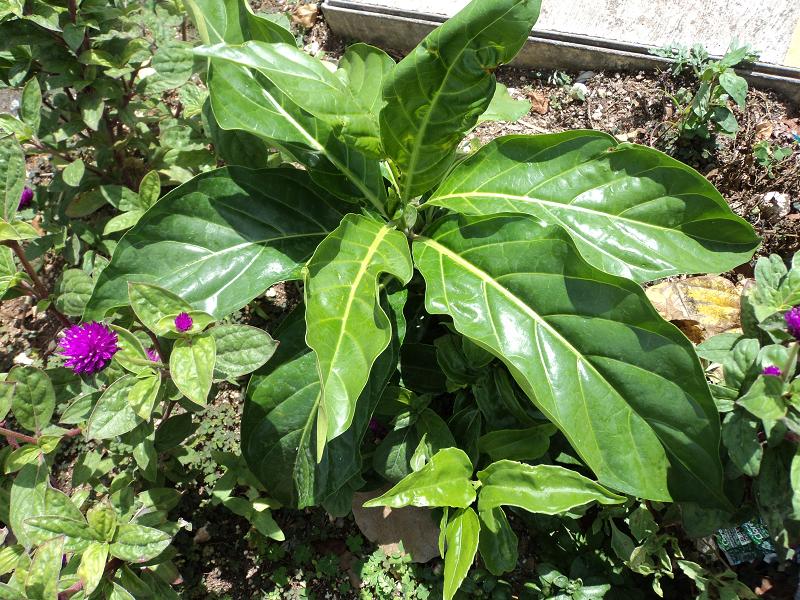 [Foto de planta, jardin, jardineria]