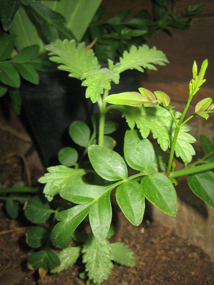 [Foto de planta, jardin, jardineria]