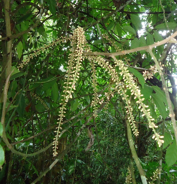[Foto de planta, jardin, jardineria]