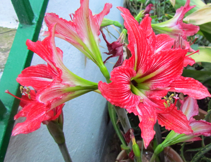 [Foto de planta, jardin, jardineria]