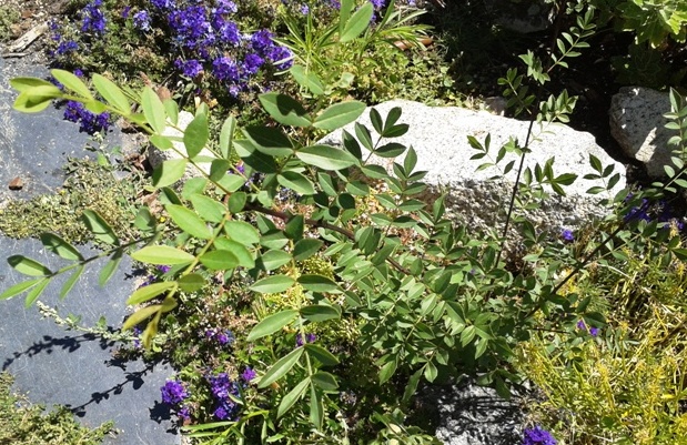 [Foto de planta, jardin, jardineria]