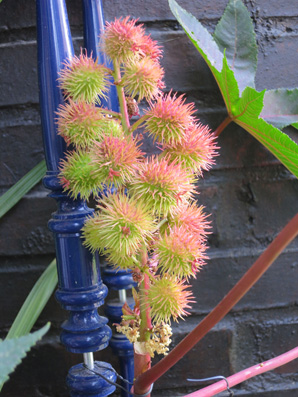 [Foto de planta, jardin, jardineria]