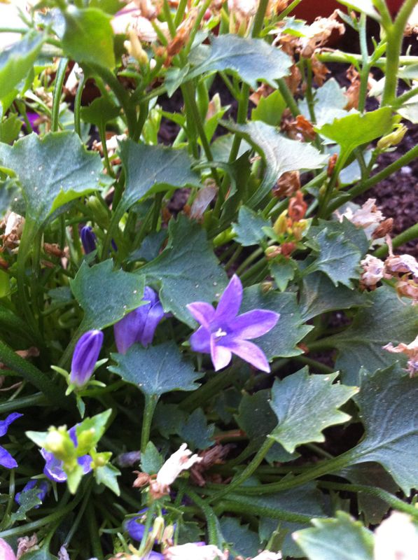 [Foto de planta, jardin, jardineria]