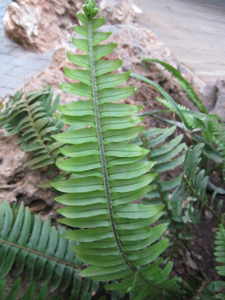 [Foto de planta, jardin, jardineria]