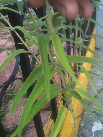 [Foto de planta, jardin, jardineria]