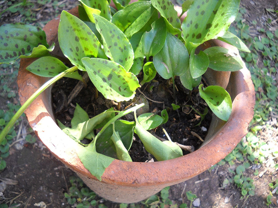 [Foto de planta, jardin, jardineria]