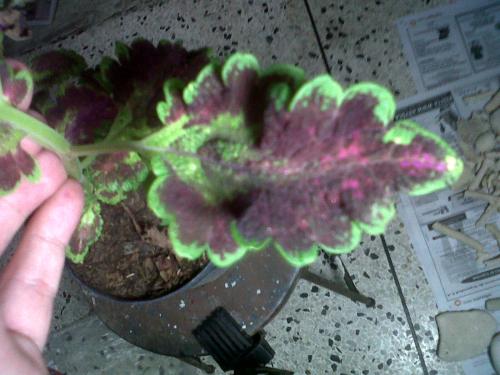 [Foto de planta, jardin, jardineria]
