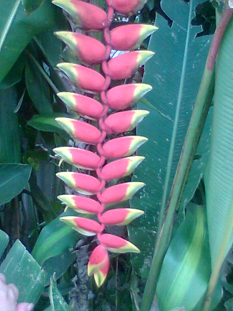 [Foto de planta, jardin, jardineria]