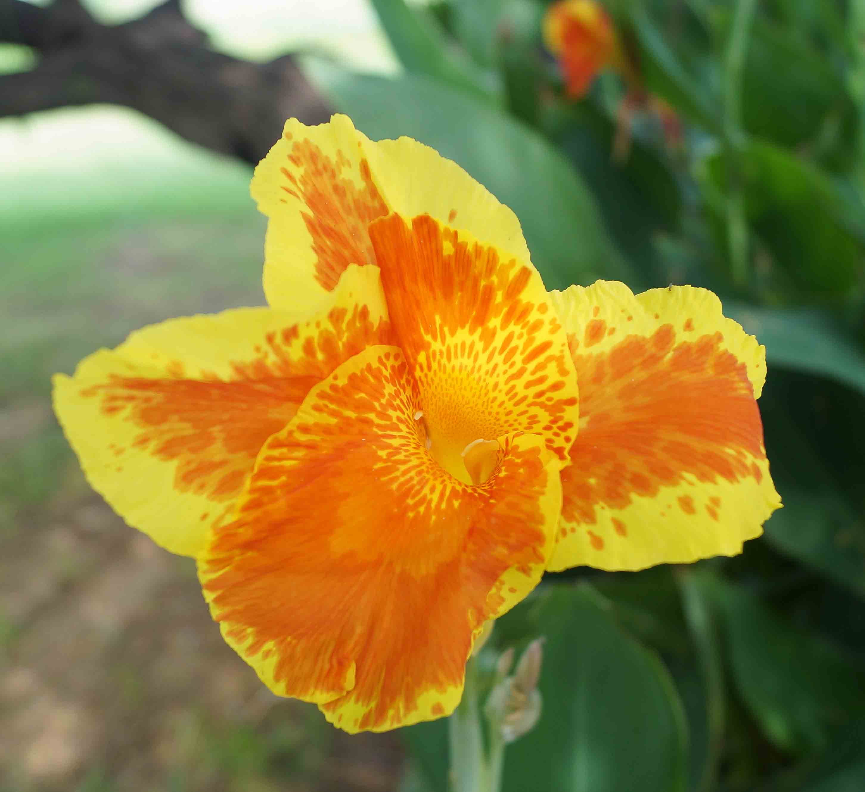 [Foto de planta, jardin, jardineria]