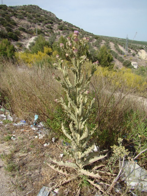 [Foto de planta, jardin, jardineria]