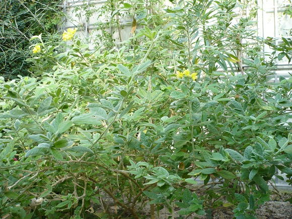 [Foto de planta, jardin, jardineria]
